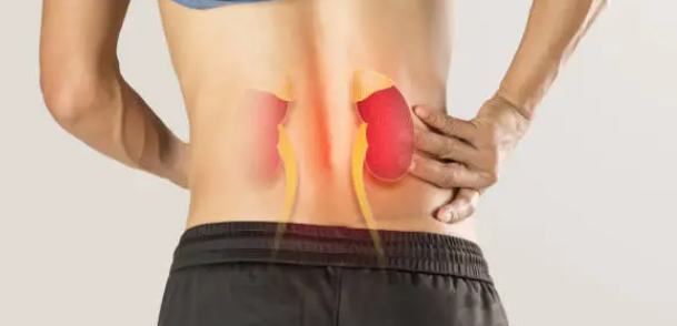 신장과 관련된 사진