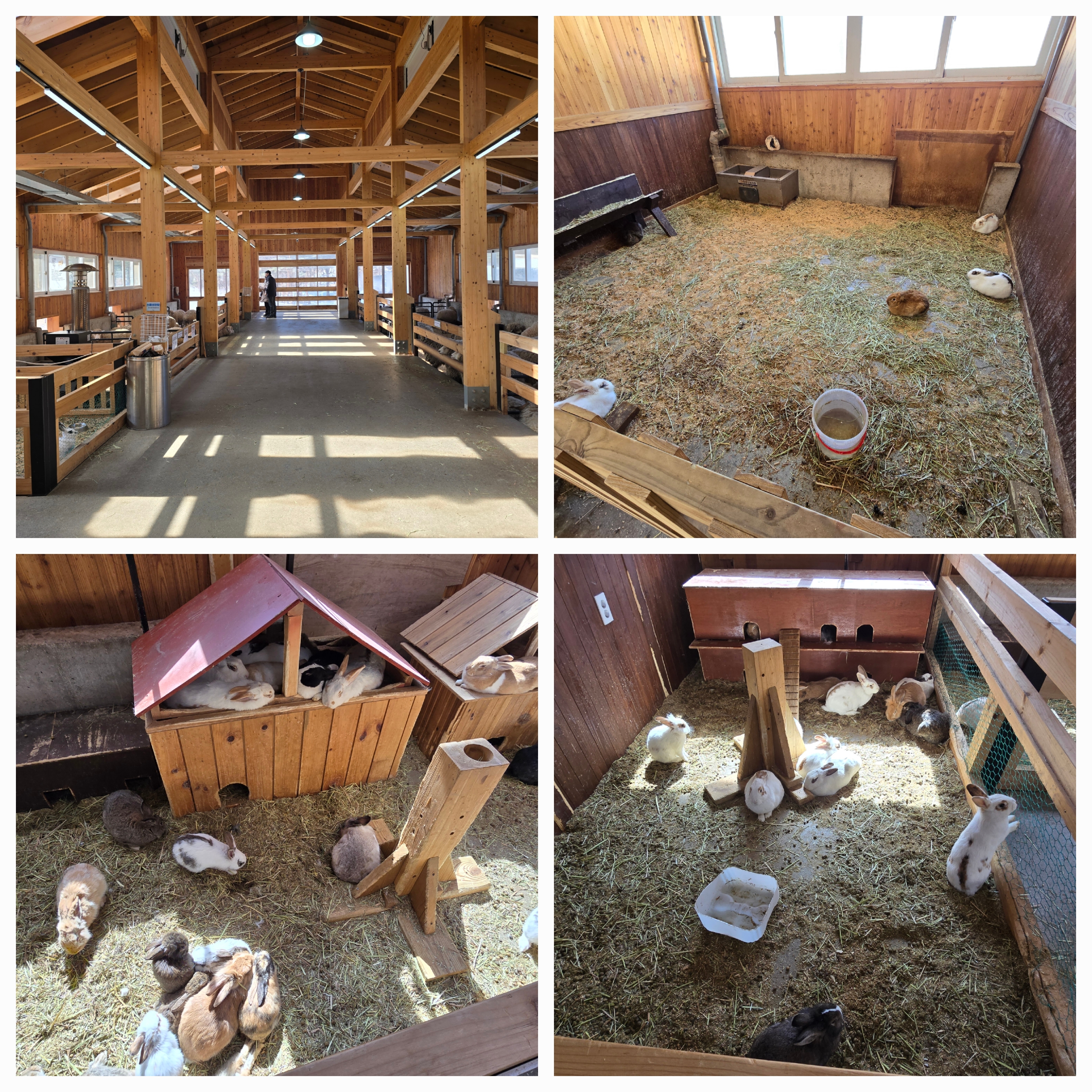 대관령 하늘목장 평창가볼만한곳 횡계가볼만한곳 .체험비.입장료