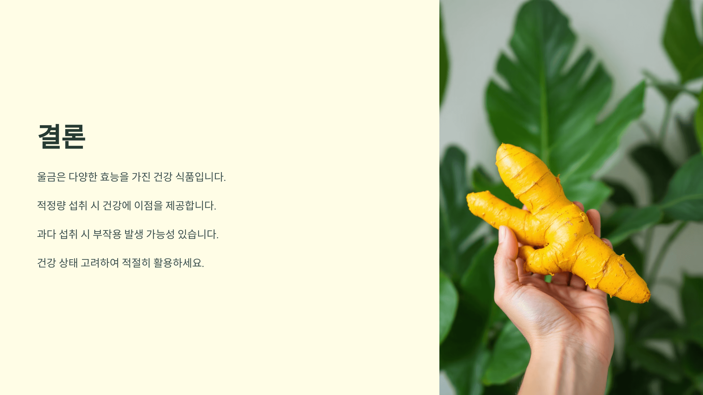 울금 사진입니다.