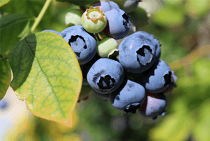 신장에좋은과일10