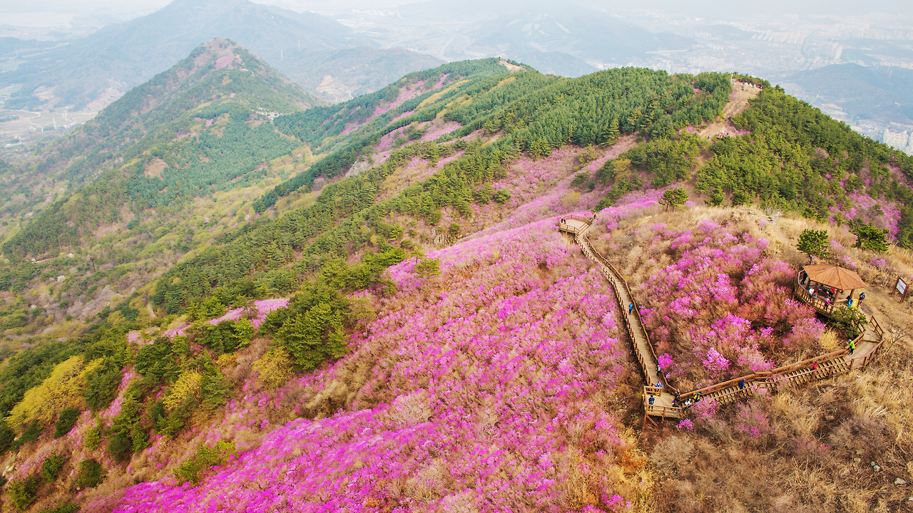 전남 섬여행 봄꽃 여행지 축제 베스트5