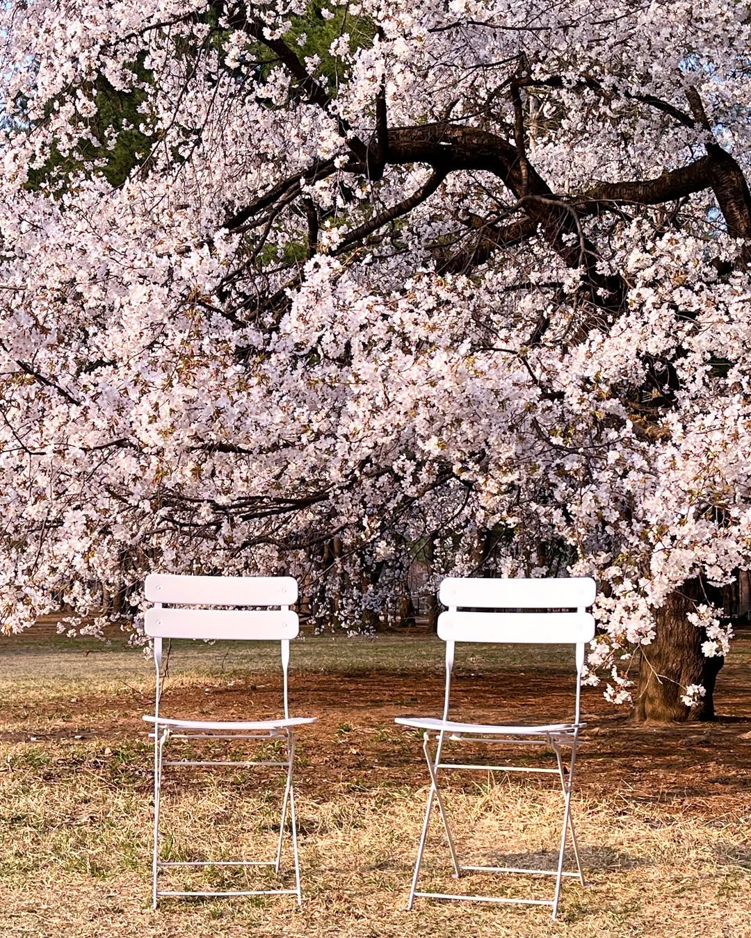 남이섬 벚꽃나무 사진