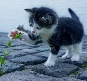 아기고양이 사료