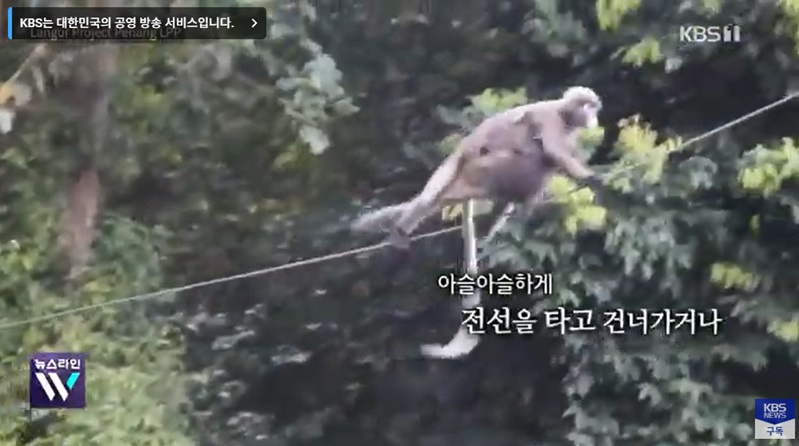도로에서의 동물 구조