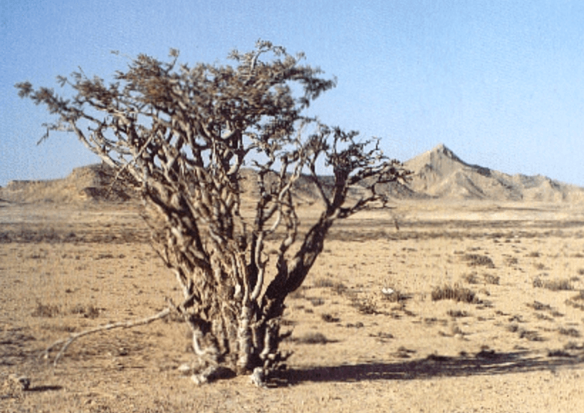 유향나무 보스웰리아