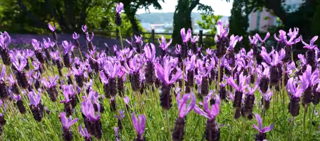 5월에 꼭 가봐야 할 적국 봄꽃 명소