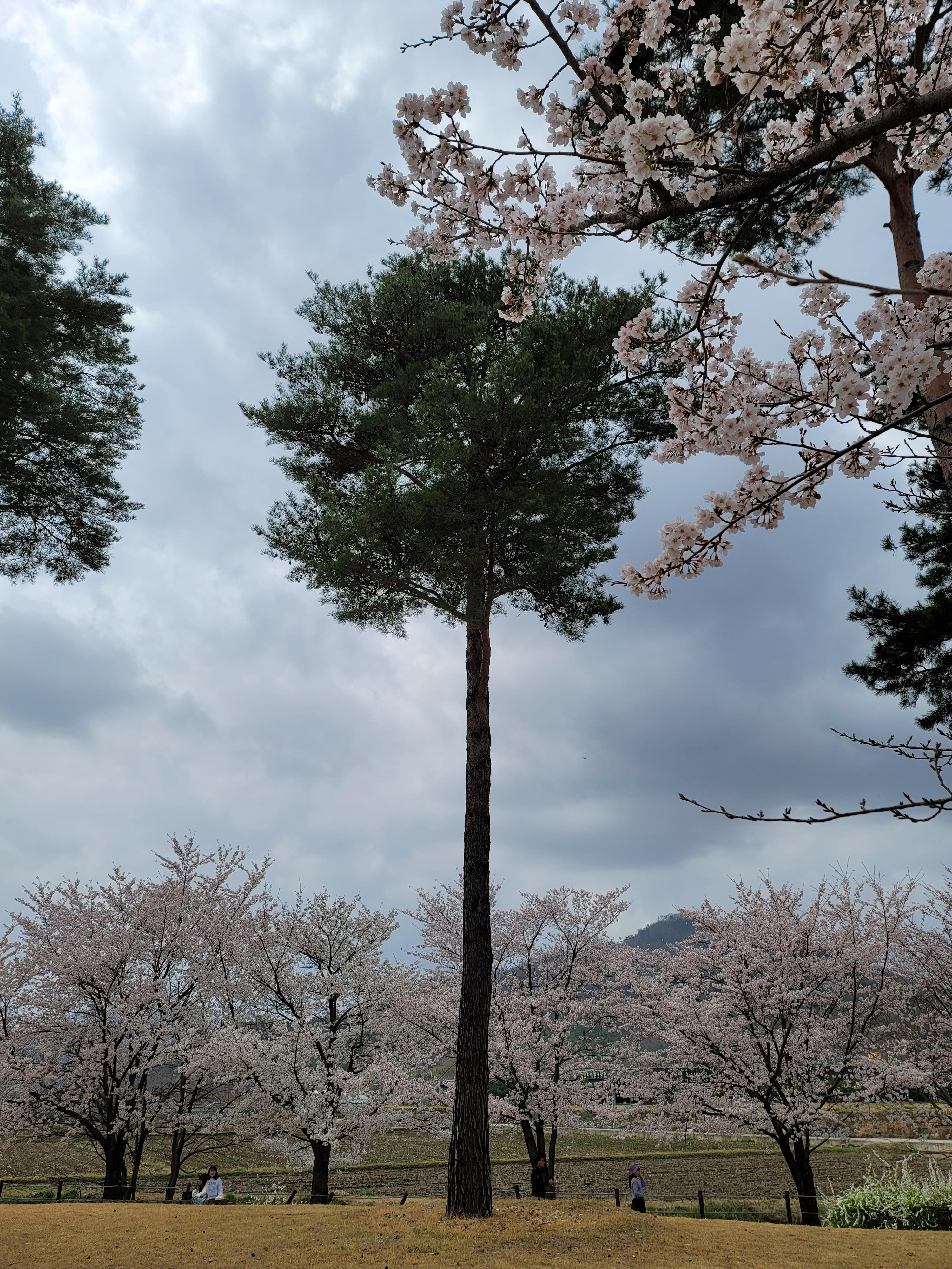 경주 흥무로 벚꽃
