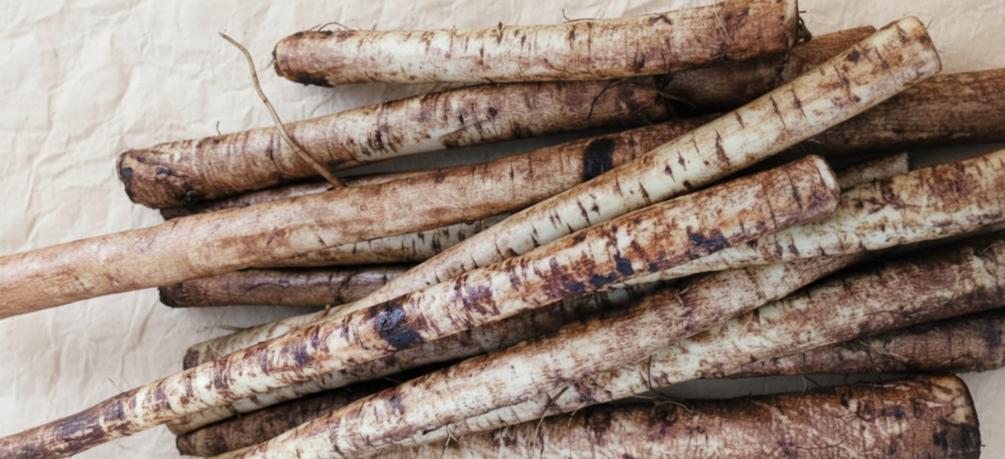 손질되지 않은 흙 묻은 신선한 우엉 뿌리의 모습.