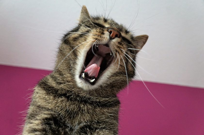 치주염, 조용히 진행되는 잇몸병의 경고 신호와 평생 치아를 지키는 방법