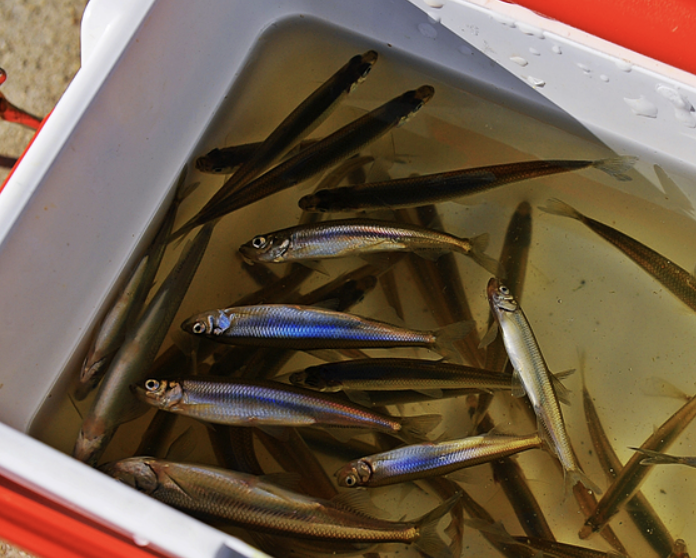 강화 양오 빙어축제 입장료 일정 방갈로 예약