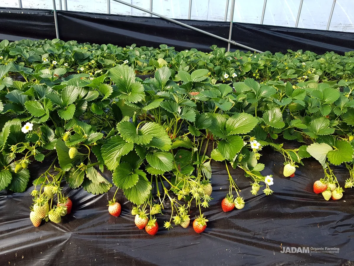 딸기 재배 런너 정리 보온 대책 하우스 관리_7