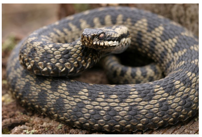 뱀을 닮은 산왕물결나방