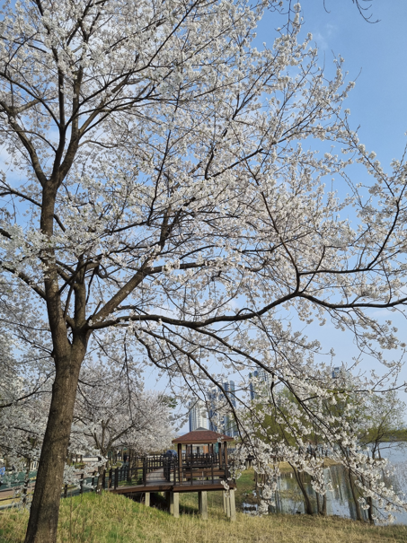 오송호수공원 벛꽃 4