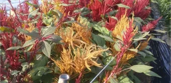 아마란스 재배 직파 요령 잎과 곡립 겸용 수확_6