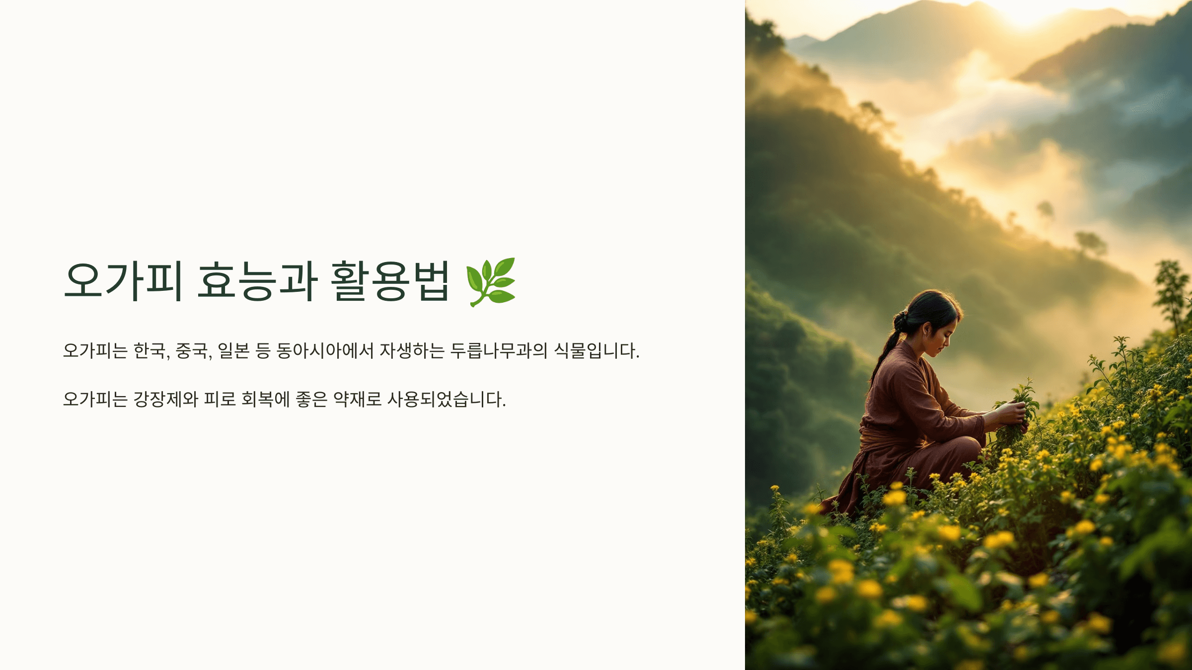 오가피와 관련된 사진입니다.