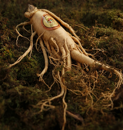 홍삼과 인삼의 면역력 강화에 대한 효과