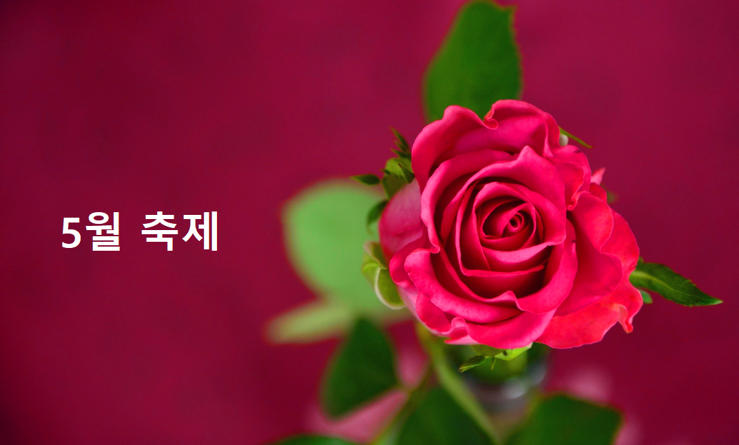 5월축제
