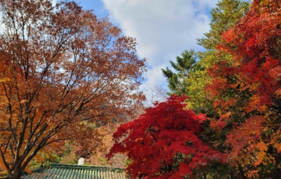 2025 태백산 단풍여행 가이드 ❘ 최단코스&middot;실시간 단풍 확인법
