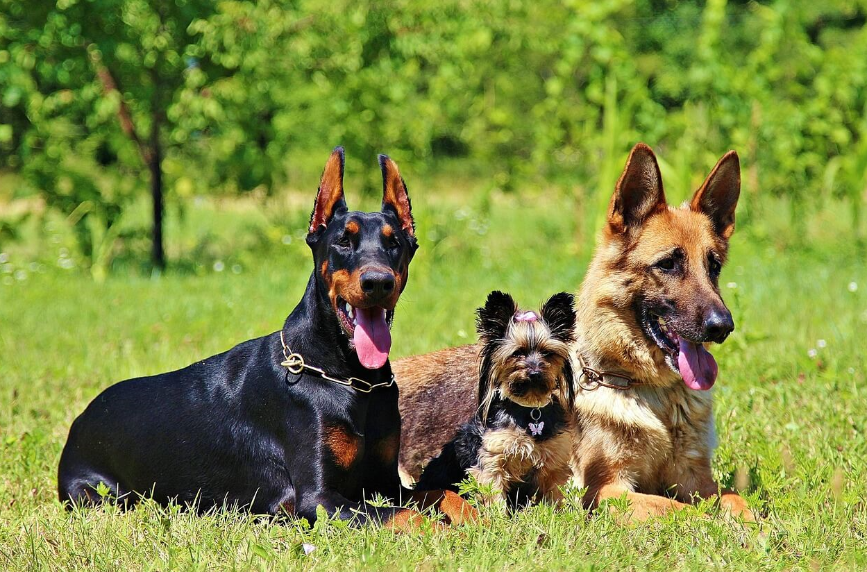 저먼 세퍼트 사진