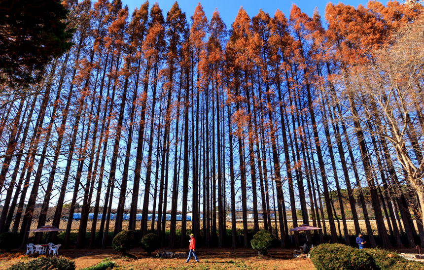 특색있고 아름다운 민간 정원 30선 추천 여행 - 28. 익산 아가페 정원