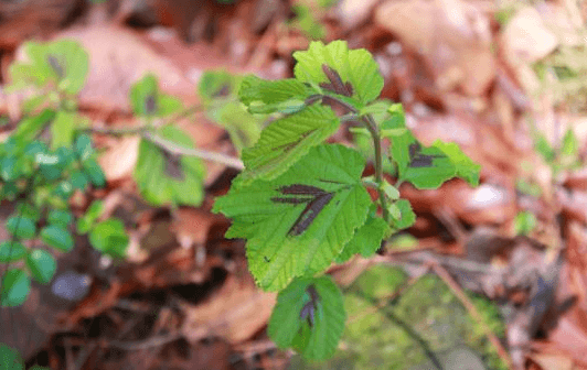 아홉산 대나무 숲