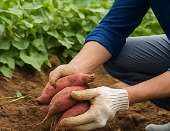 고구마 수확시기