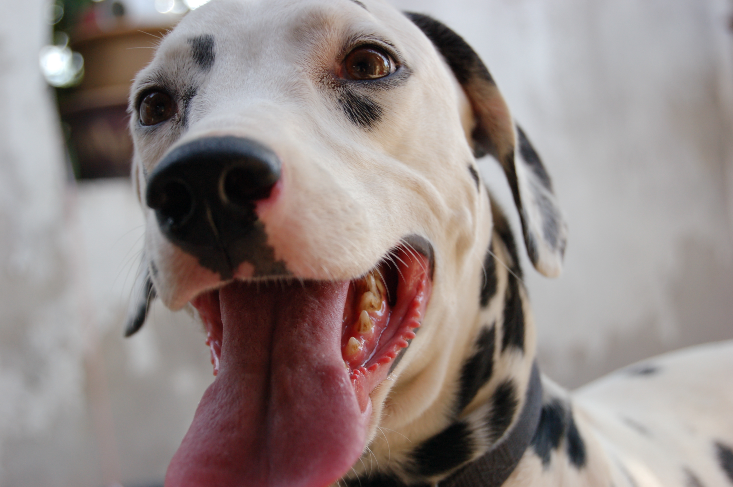 반려동물 입냄새 관련 사진