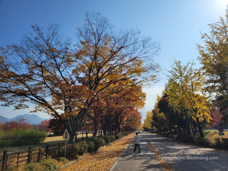 형형색색 단풍으로 물든 나무들