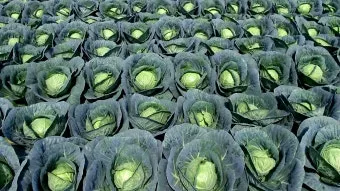 양배추 재배 배추흰나비 방제 칼슘 결핍 예방_15