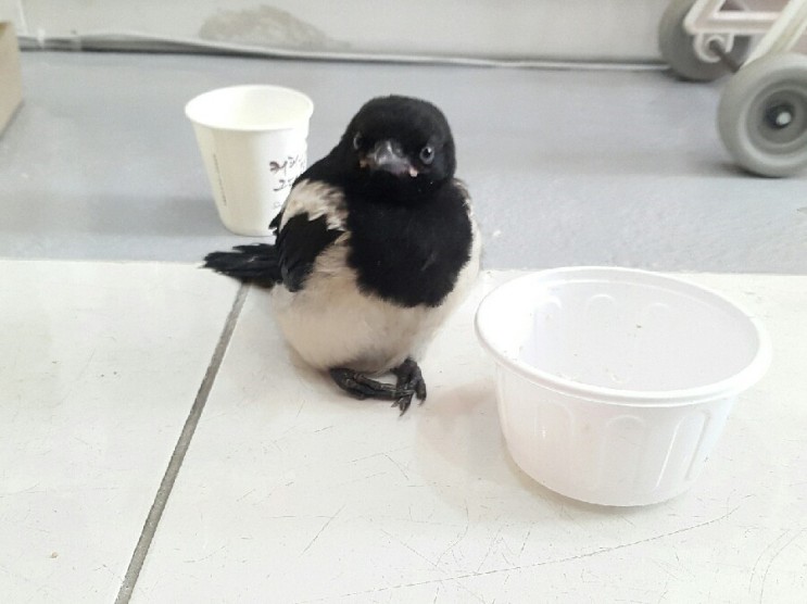 까치