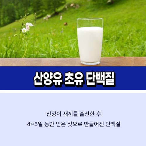 산양유_초유_단백질