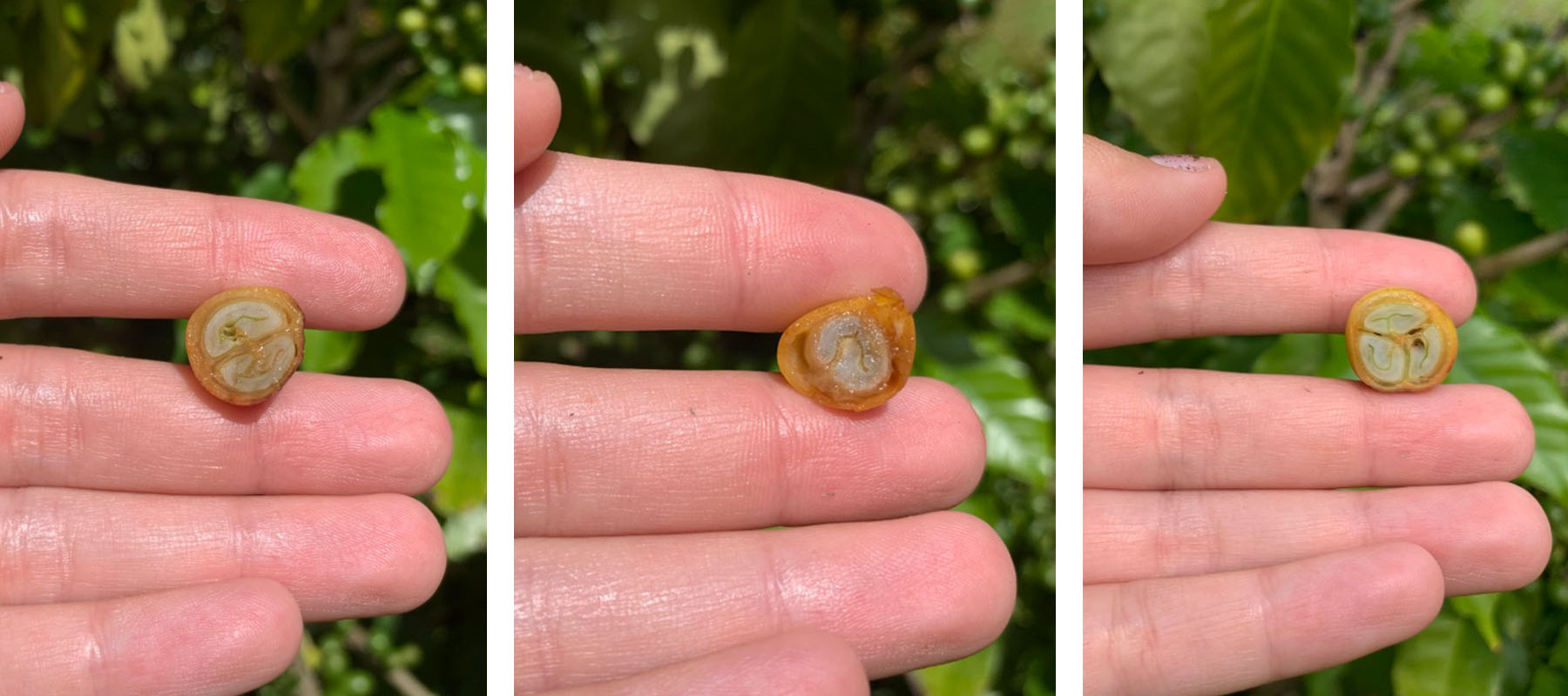 커피열매는 정상적인 플랫빈, 돌연변이인 피베리와 트라이앵글러로 구분할 수 있다.