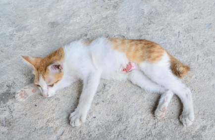 배를 다쳐서 대머리가 있는 고양이.