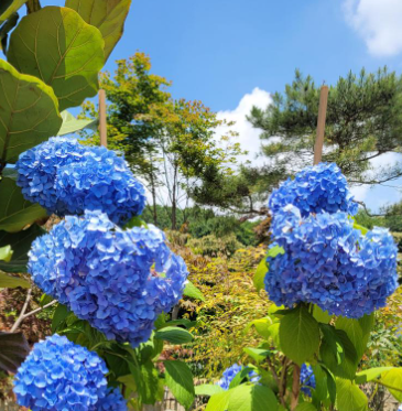 울산 장생포 수국축제