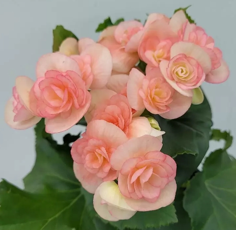 겨울 꽃 베고니아