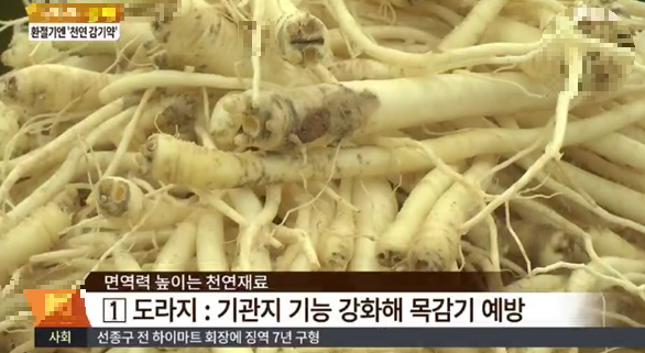 도라지 효능 방송