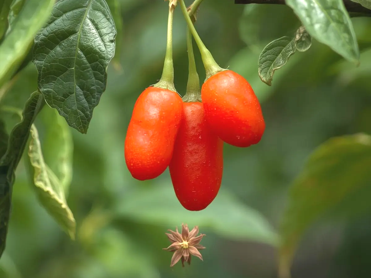 간 세포 손상을 억제하는 구기자