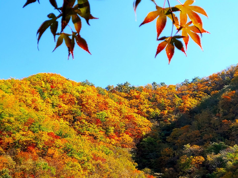 태백산 가을 단풍