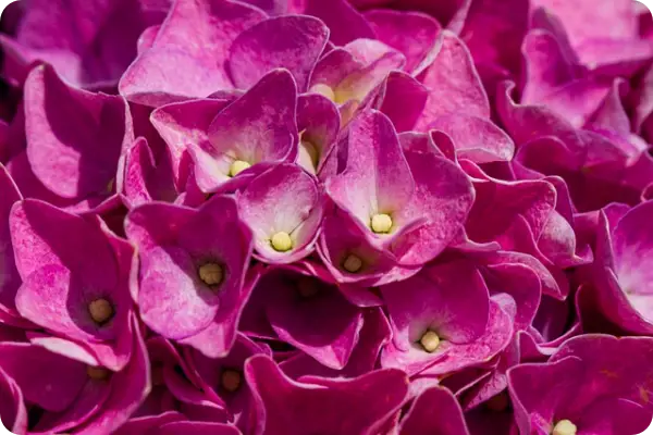 장생포 수국축제