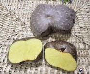 하늘마 효능 재배방법 먹는방법 등 알아보기(최신 Ver)