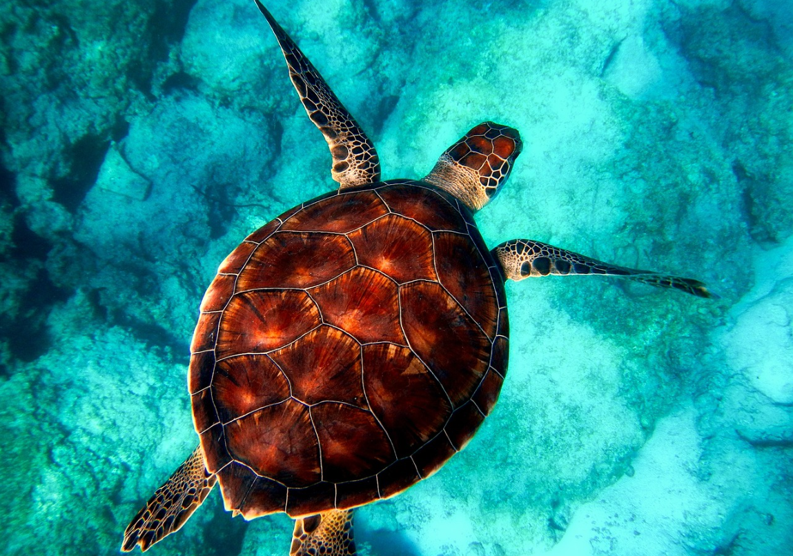 바다거북 사진