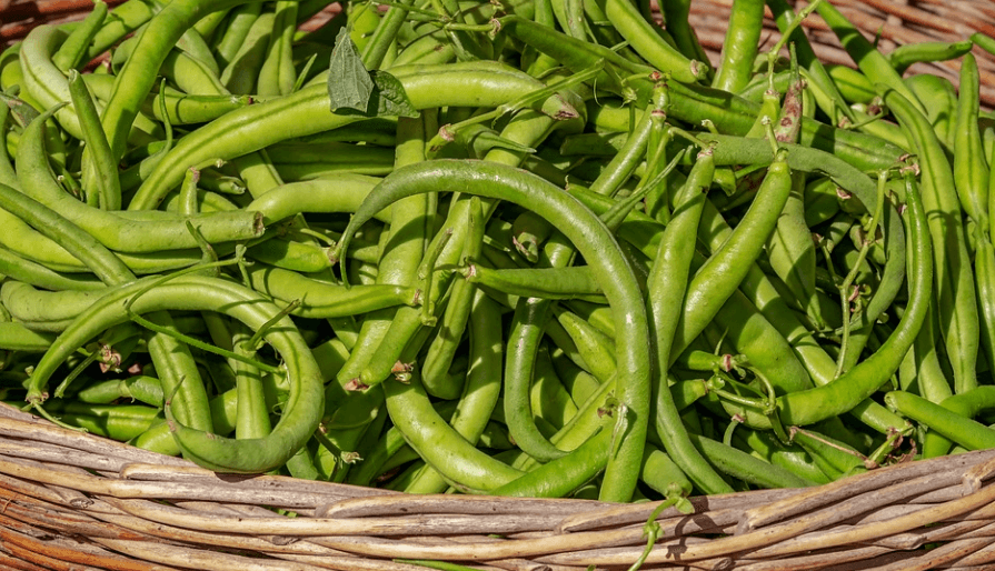 부정맥에 좋은 음식 녹색 콩