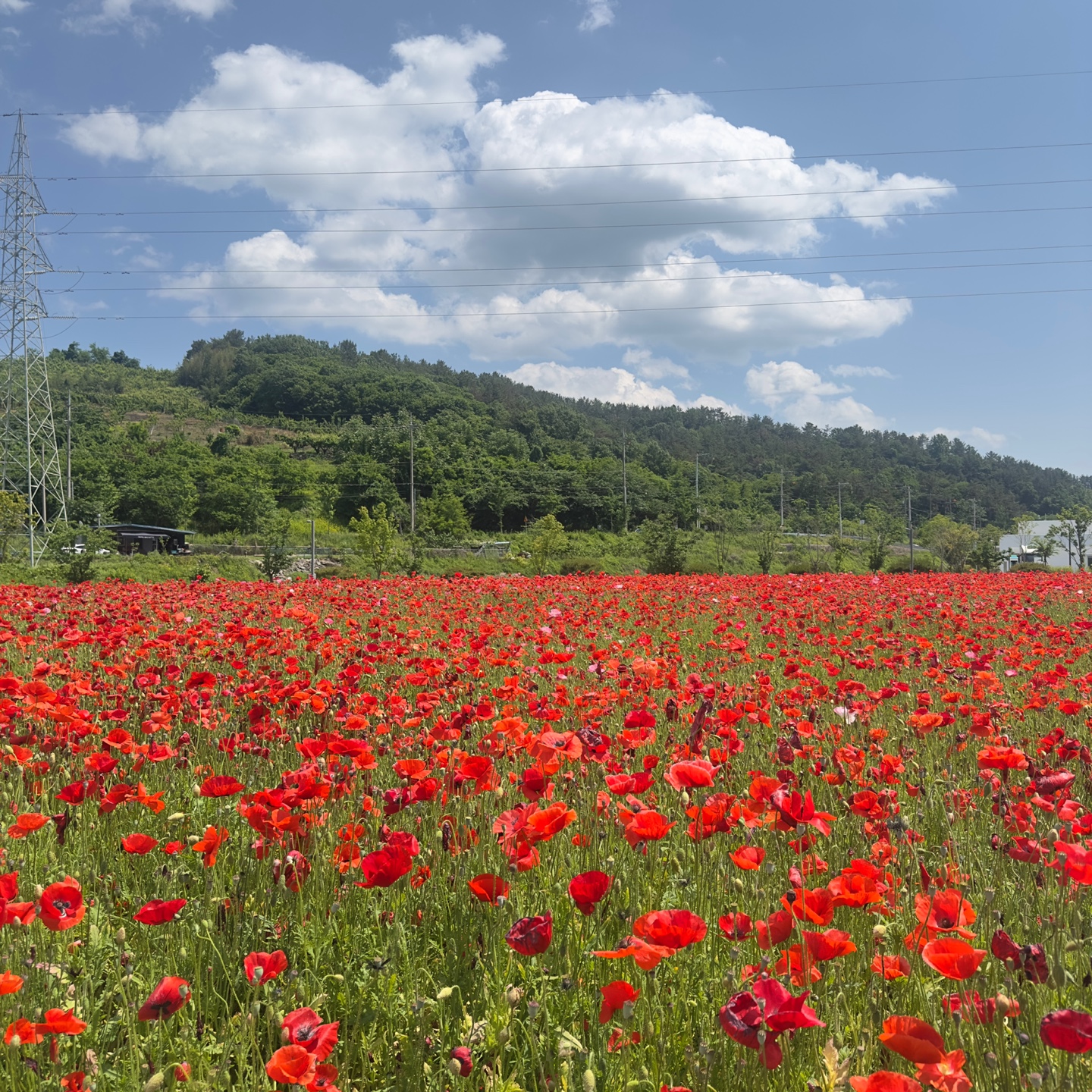 진주 두메실 농업테마파크 - 아이랑 함께 가볼만한 곳, 꽃구경, 양귀비꽃, 후기
