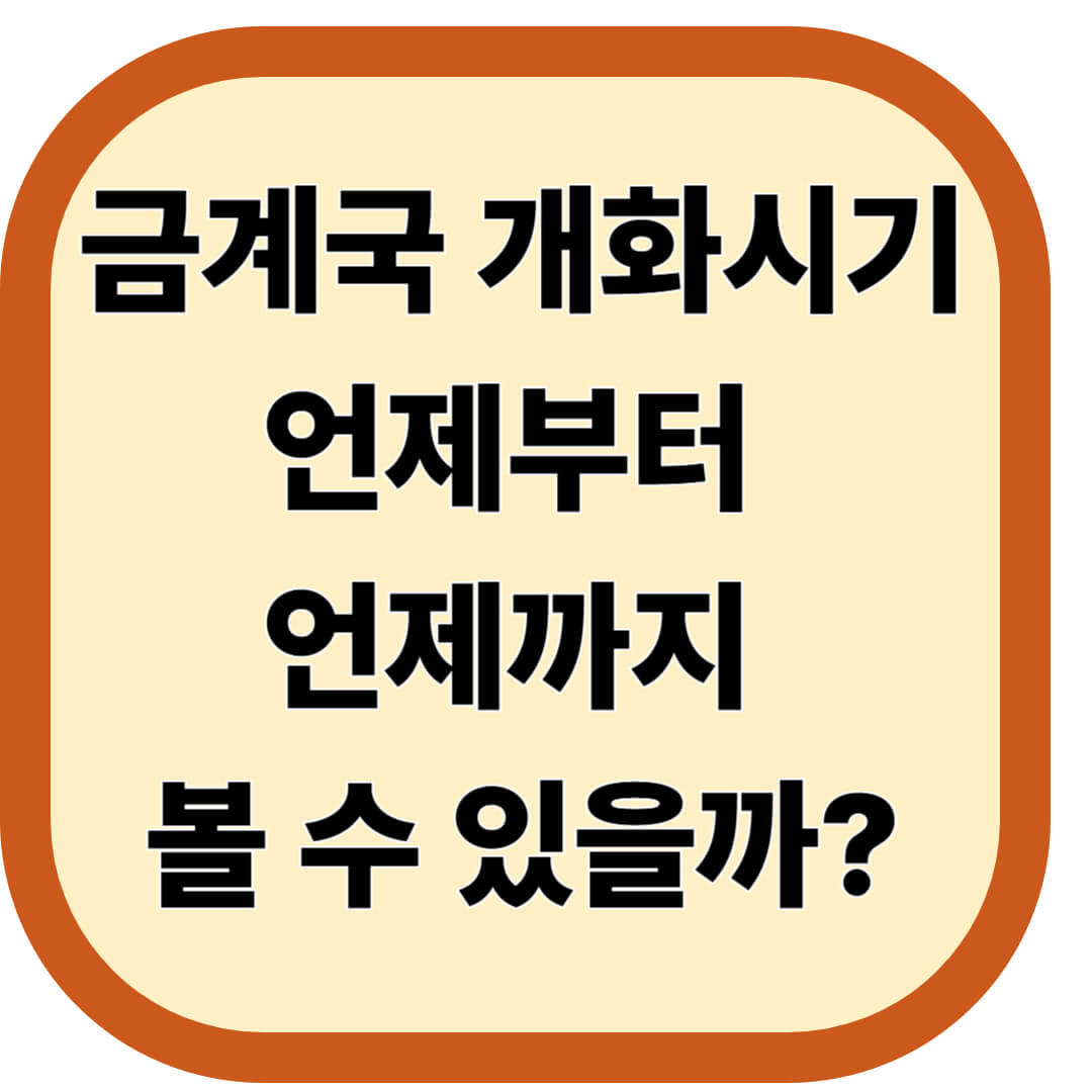 금계국 개화시기