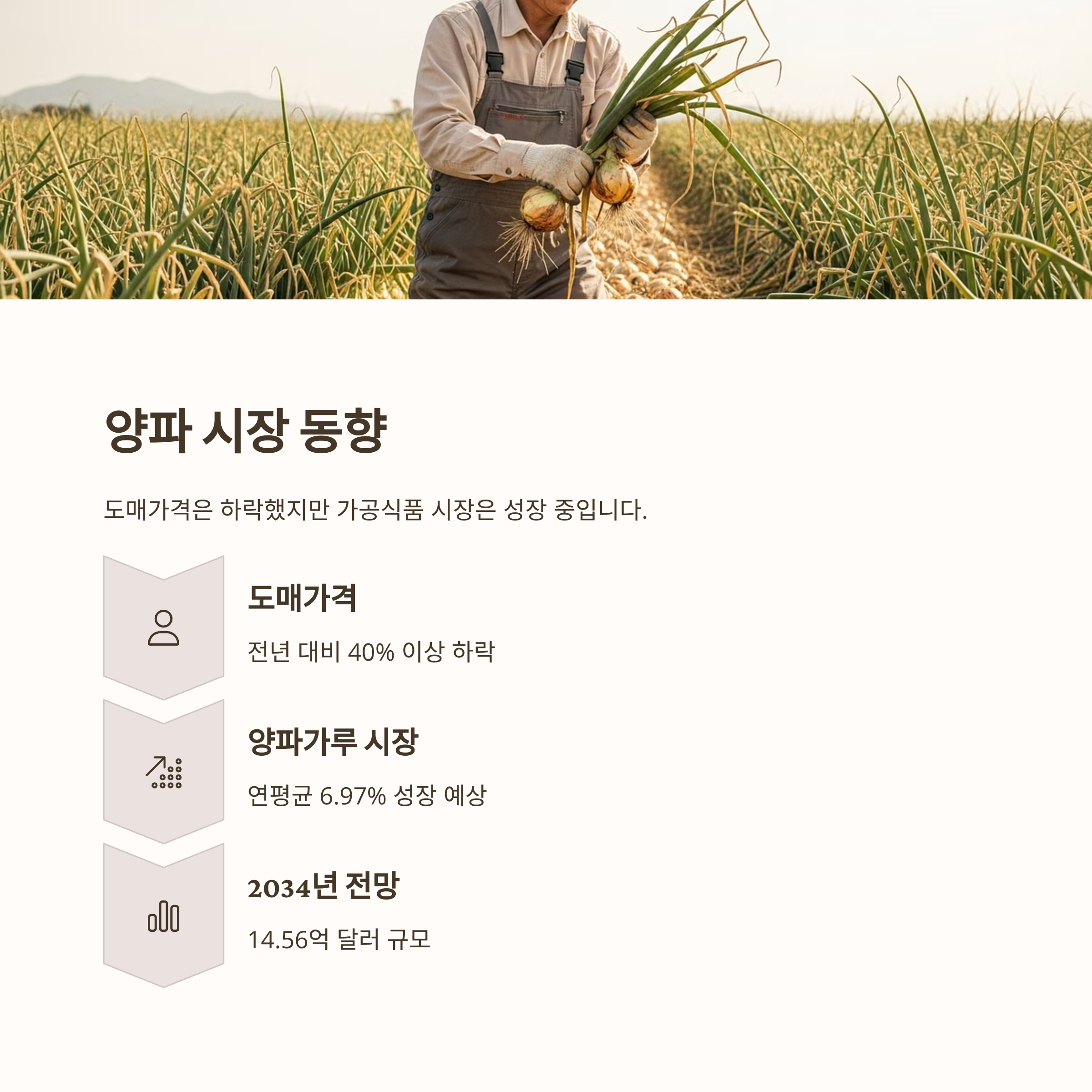 양파 시장 동향