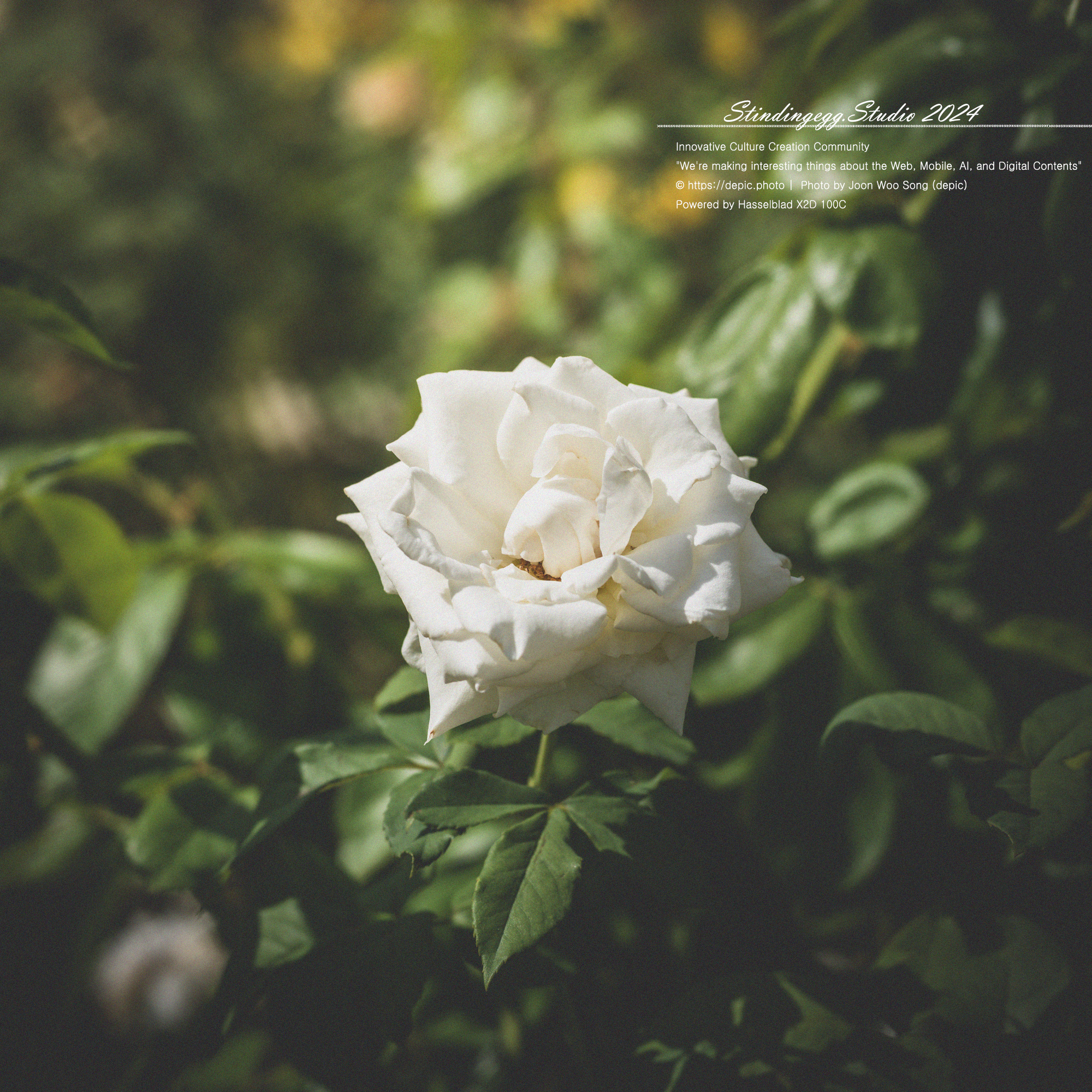 #서울 #식물원 #서울식물원 #꽃