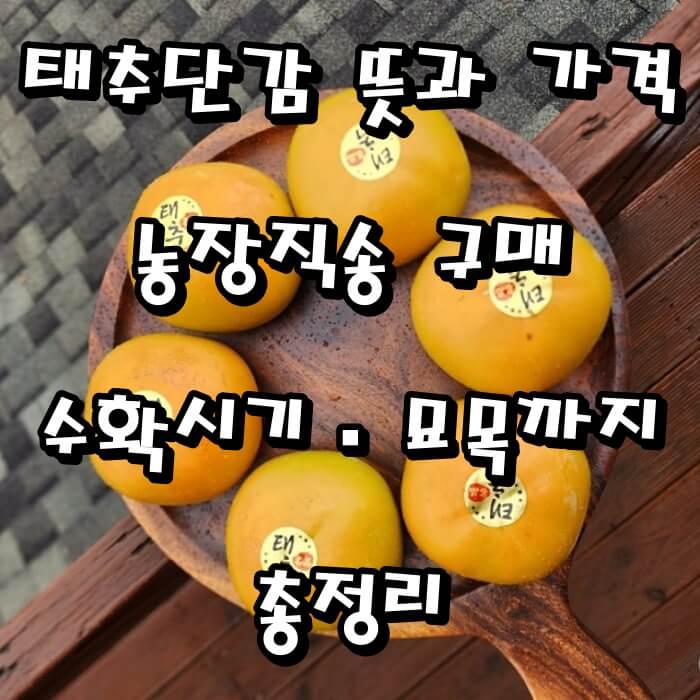 태추단감 뜻과 가격, 농장직송 5kg 구매&middot;수확시기&middot;묘목까지 총정리