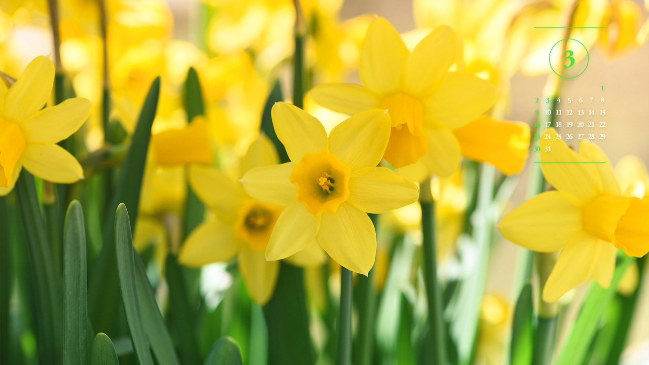 07 꽃밭에 수선화 클로즈업 A - 2025년3월 노트북배경화면