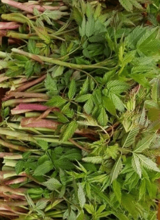 눈개승마 먹는법 효능 및 모종 재배법 알아보기(삼나물)