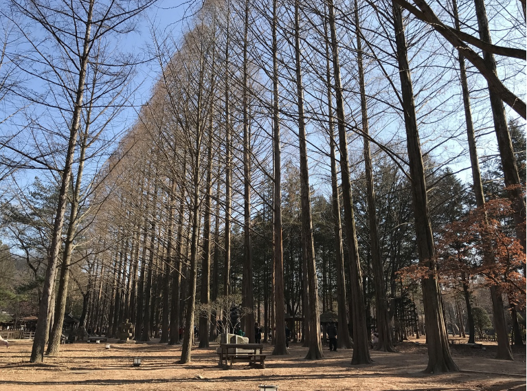 한국의 숲속 힐링 여행: 남이섬, 장성 축령산 편백숲